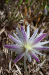 Carolina anemone